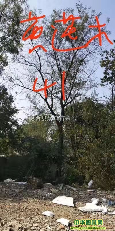 Ұ���������������ܡ����ꡢ����ľ����ҶŮ�ꡢ����������