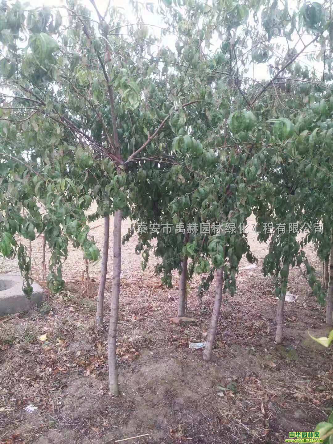 3����5���ִ�֦����С��۸�