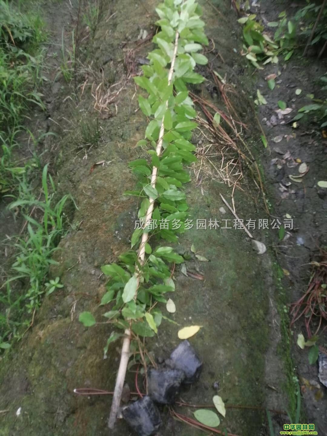 �����ٱ��硢ţ��������ֲ�ֱ���������