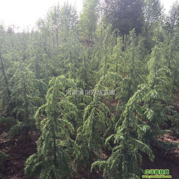 �����괨5��ѩ��