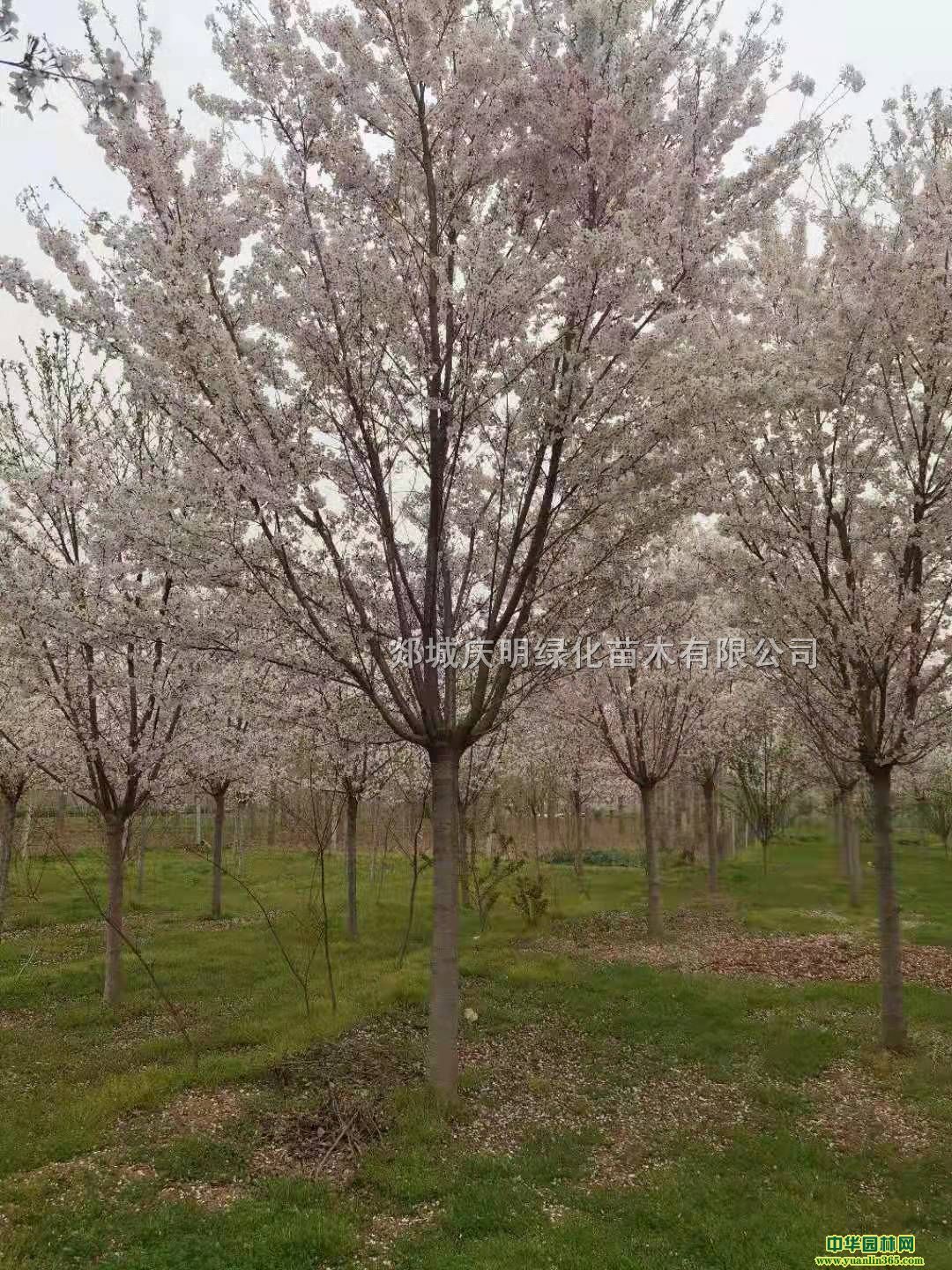 ӣ��