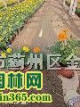 �л�����ֲ��������