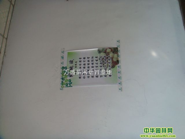 ���ʴ���֦������
