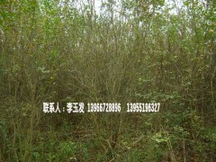 ����Ů�ꡢ������ޱ�����������������𻨡�����ʯ骡���������