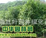 ���ϵͼۺ컨��ľ���ž顢��ҶŮ�ꡢΦ�ӻ�����С�硢��Ҷʯ骡��л���ĸ�����ࡢ��ľ�۸�
