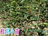 ���Ϻ컨��ľ���ž顢��ҶŮ�ꡢΦ�ӻ�����С�硢���������л���ĸ�����ࡢ��ľ�۸�