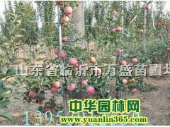 M9T337����ƻ�����̸�8���̸�0���̸�3