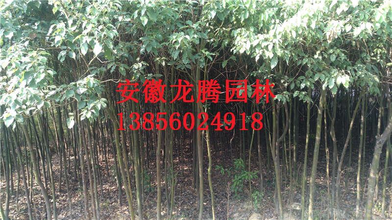 ��Ƥ����������С�硢�����Ǽ�