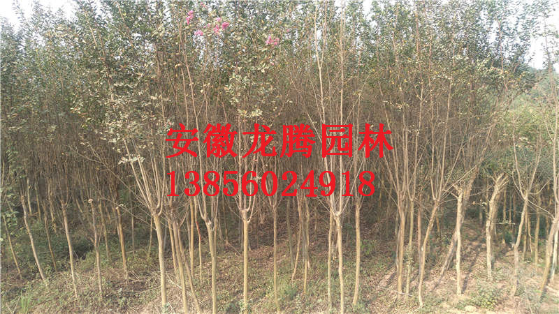 ��Ʒ��ޱ���컨��ޱ����ޱС��