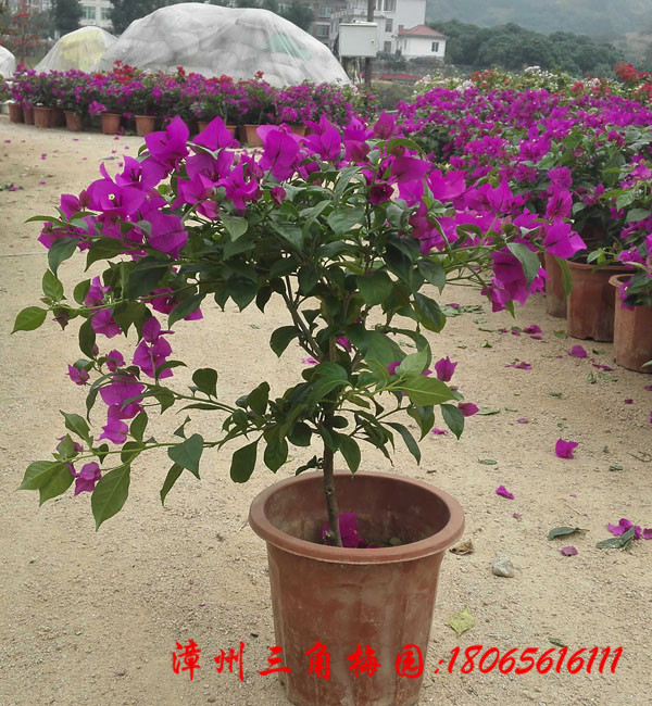 Ҷ�ӻ�������÷���������ϴ�������÷