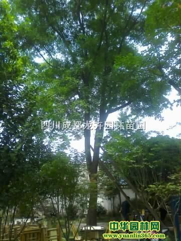 ��骡���˿���ġ������������ӡ���ޱ�����ǡ�������������ӣ������ľ