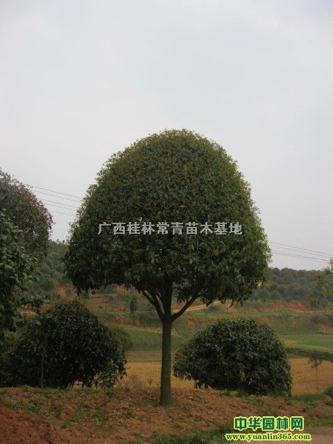 ����