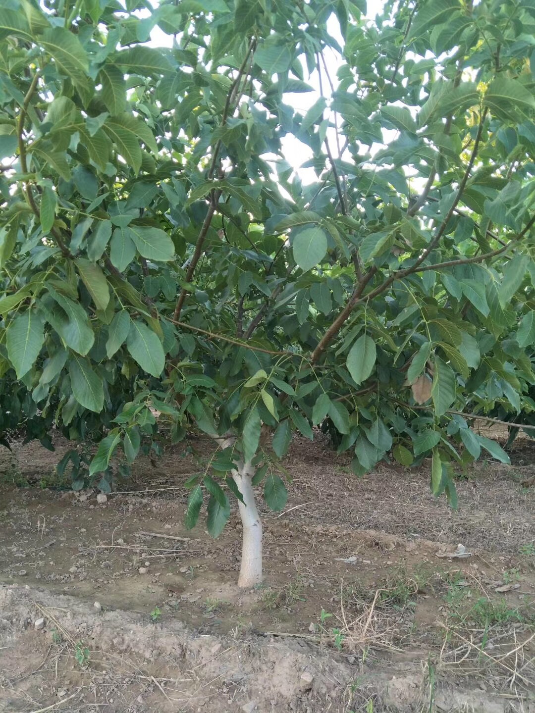 ռ�غ�������������ʯ��������ľ