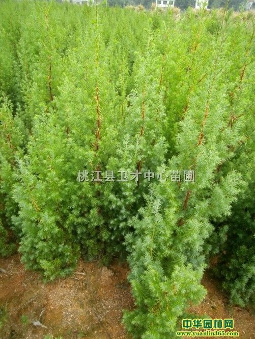һ������ľ�硢��ľ�������硢�����