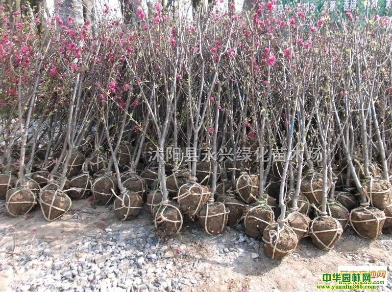 �޽ӡ���Ҷ�ҡ���Ҷ���ҡ���Ҷ����