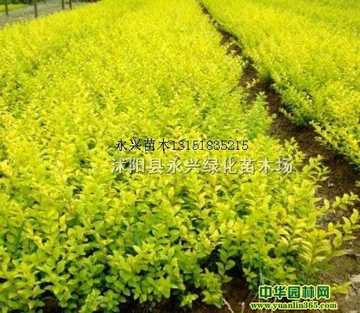 ��ҶŮ�ꡢ��Ҷ��������ޱ����ҶŮ��