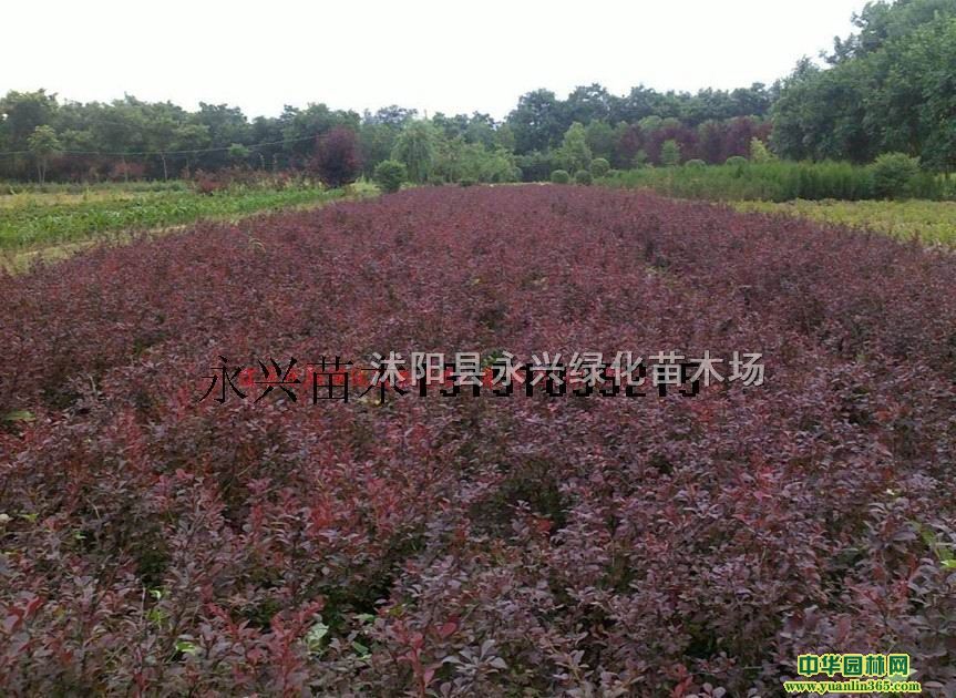 ��ҶС�ޡ���ҶС�ޡ���ҶС����