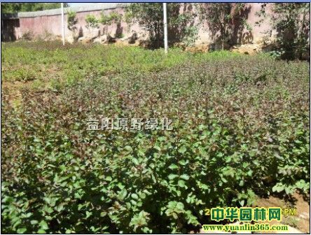 30-80cm��ޱ����򡢺���