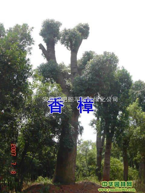��Ҷ��,��ҶŮ��,��ޱ,����,����,����,������,��