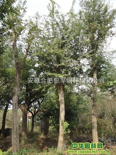 ��ҶŮ��,����,��ޱ,����,��Ҷ��,����