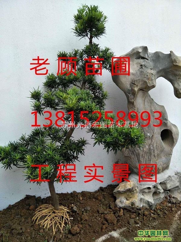 �������ͺ��˹�������Ů�ꡢСҶ���ӻ������������޺���