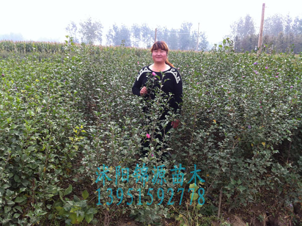 �����硢�Ͼ��硢�ϻ��硢ľ���硢��÷��