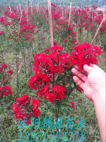 �컨��ޱ��������ޱ�硢������ޱ��