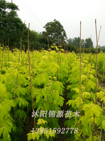 ��Ҷ��Ҷ��С�硢��Ҷ����С�硢��÷��÷С��