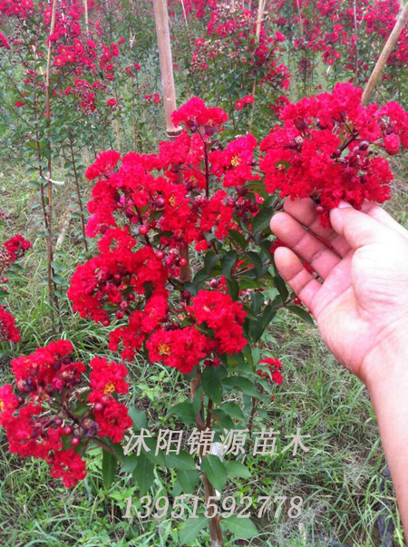 ����������ޱС�硢�������ޱ����Ҷ��ޱ