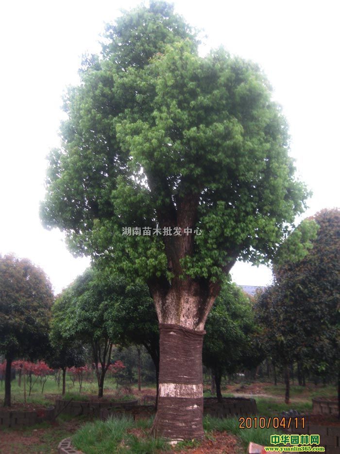 ���ϻ�ľ/�ش�����/��ͷ����/�ظ�����/��������ֱ��