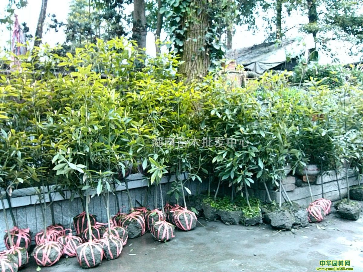 ��˿�ľС�硢֡�С�硢ˮ�С�硢���С��