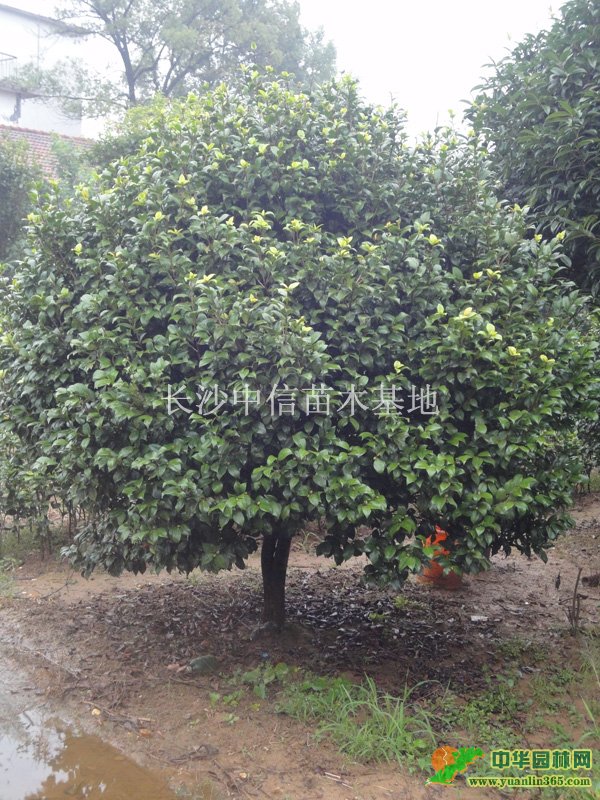 СҶ���ǲ軨P250��cmH240cm