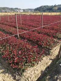 ��Ҷʯ�С��25-40����