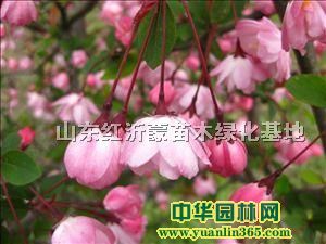 �ǵ����ġ�����֮�����ġ��ʼ���㺣�ġ�ӡ�ڰ�ħ������˿����������ľ