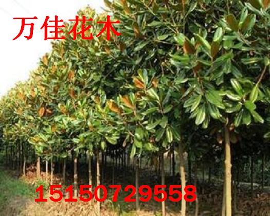 ���������ӡ���ҶŮ�����ӡ�������������