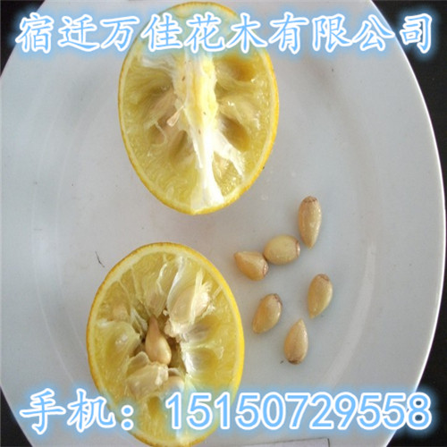 �������ӡ��׿����ӡ��������ӡ�����կ����