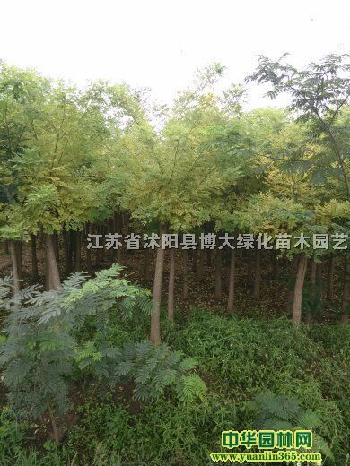 ��Ӧ�ƽ𻱡��ƻ����ƽ�С�硢��������������������ľ