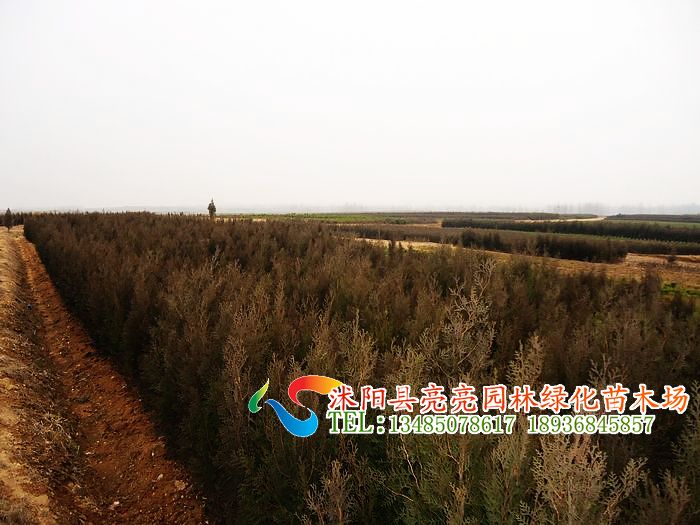 ����硢����硢��ء���ء��޽�����������̻���ľ