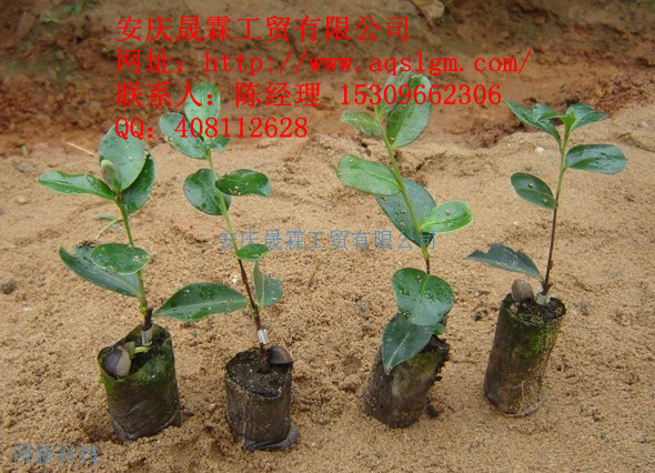 һ�����Ͳ���20-50CM
