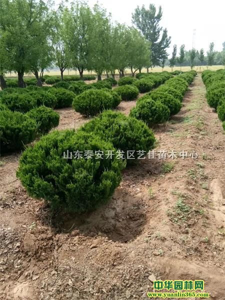 ��������ֲ����Ҫ�󡢵ر�������С�硢����С��ͼ�������