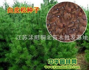 ��Ƥ�����ӡ��������ӡ��һ����ӡ���ͩ���ӡ���β�����ӵ�