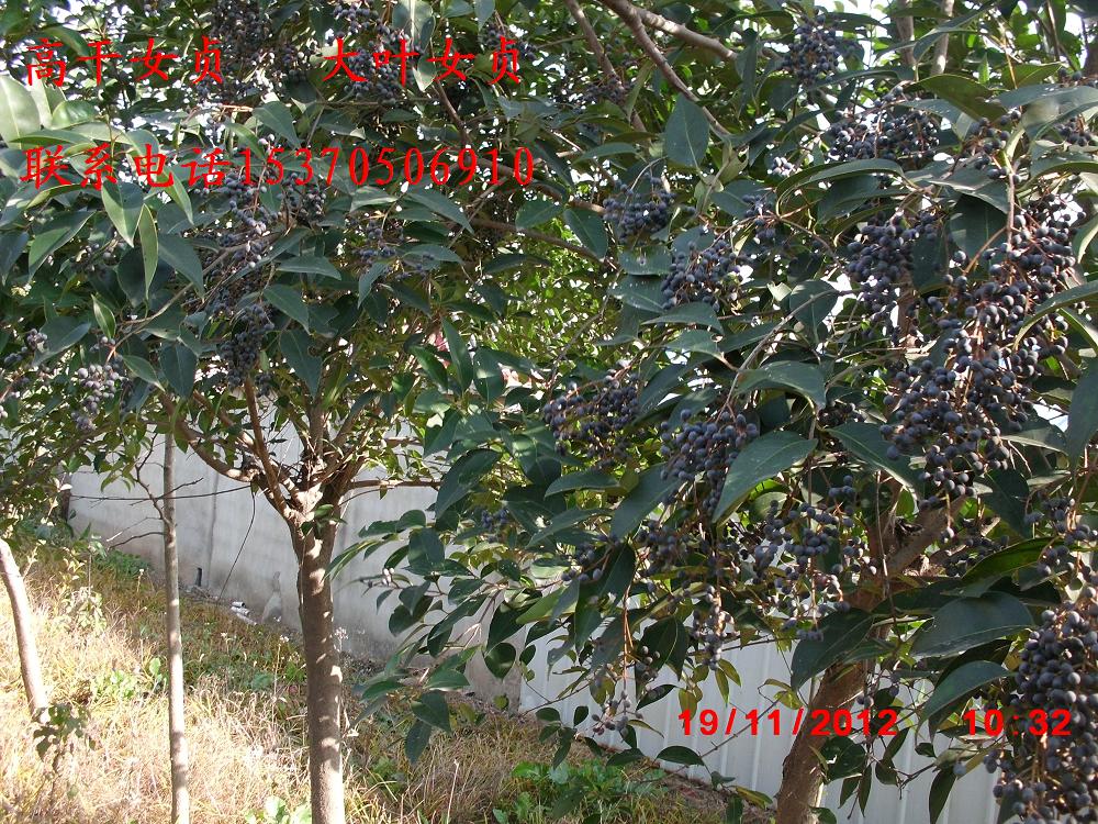 ��ҶŮ�ꡢ��ҶŮ�ꡢ��ɭŮ�ꡢСҶŮ�ꡢ��ͷŮ�����ľ