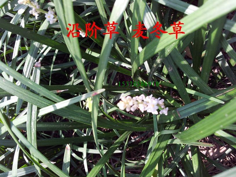 �󶬲ݡ��ؽײݡ�����󶬡����󶬡�������