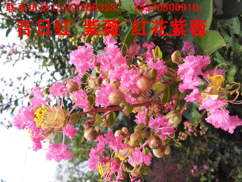 ������ޱ�����պ졢�໨��ޱ���컨��ޱ��ǧ����ޱ