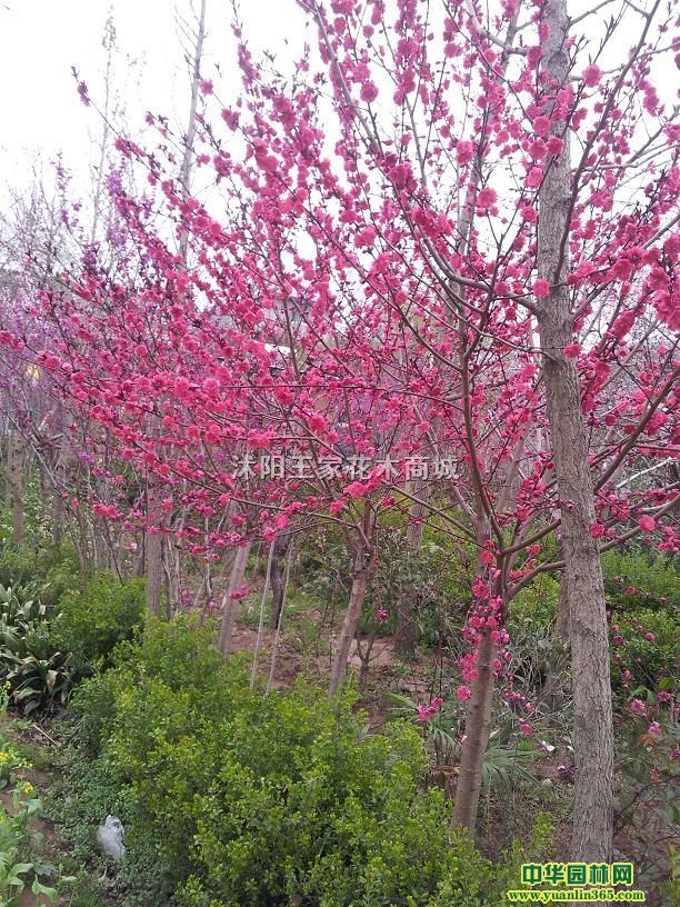 ��Ҷ���ҡ���Ҷ�ҡ���Ҷ�ҡ���Ҷ���ҡ��ۻ����ҡ��컨����