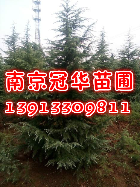 ѩ��ֱ��20����21����22����23����24����25����ѩ��