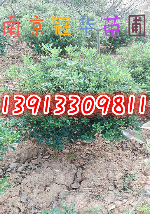 �ڷ�30���ֺ�ͩ��40���ֺ�ͩ��50���ֺ�ͩ��60���ֺ�ͩ��