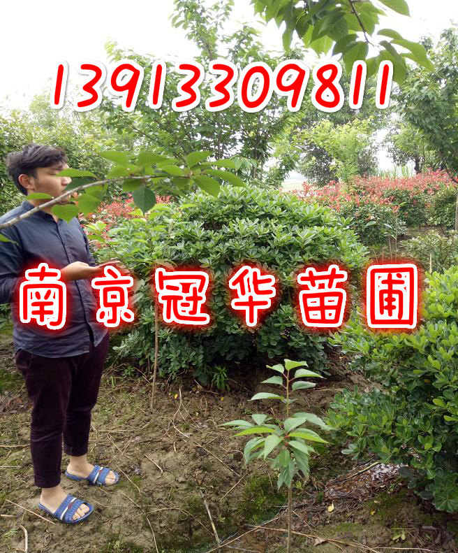 �ڷ�220���ֺ�ͩ��230����250���ֺ�ͩ�����ֱ��