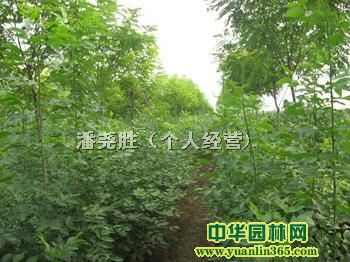 ���������硢��Ҷ�ӣ����