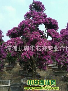 �ļ�������÷���컨����÷�辰
